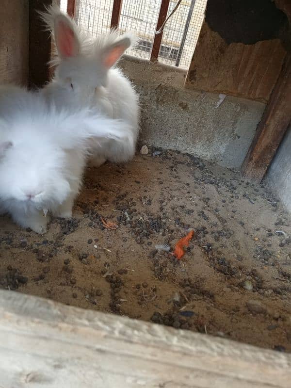 English Angora rabbits breeding pair 2