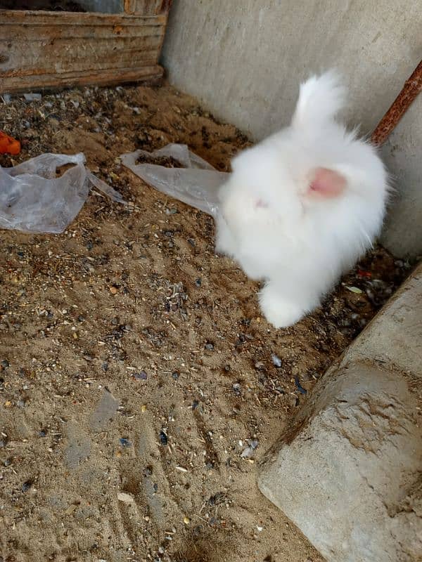 English Angora rabbits breeding pair 3