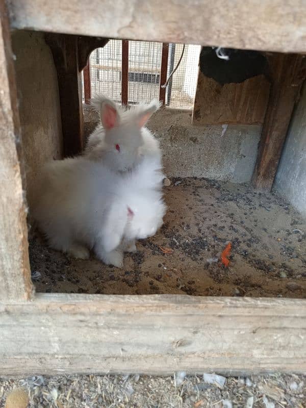 English Angora rabbits breeding pair 4