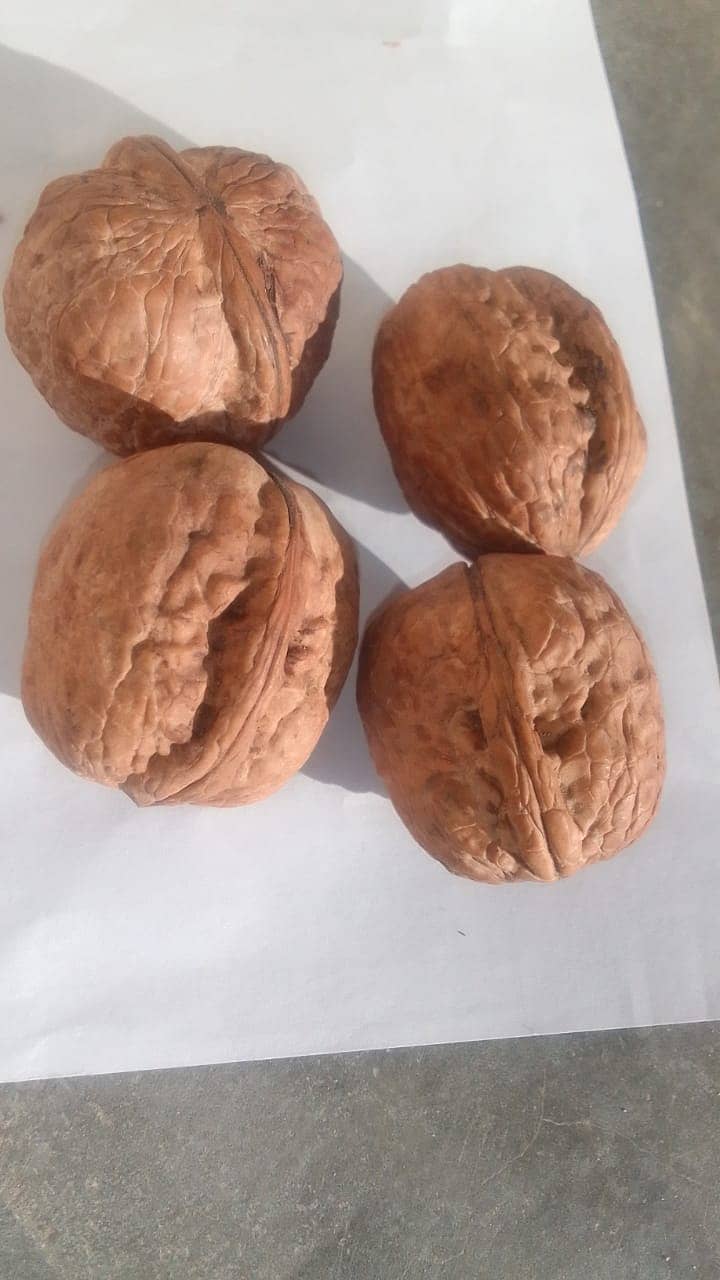 walnut Desi Akhort seed 1