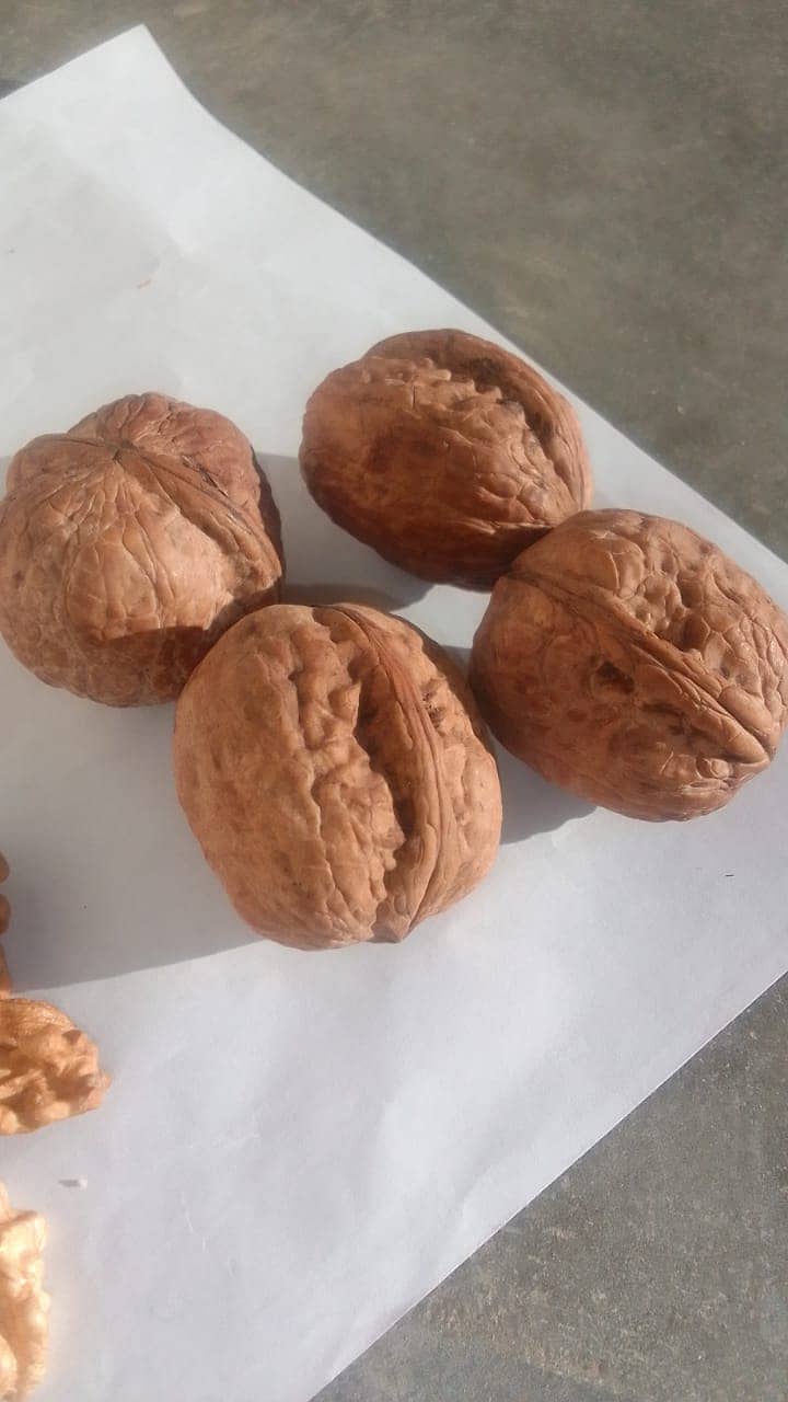 walnut Desi Akhort seed 3