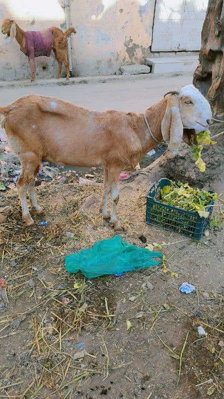 bakri for sale pragnet 1