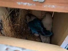 Lovebirds Breeder with cage,  box .