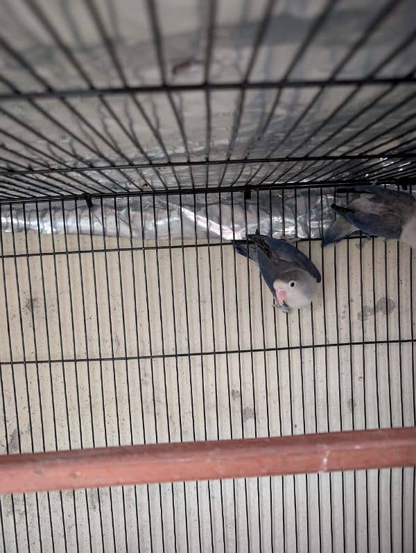 Lovebirds Breeder with cage,  box . 1