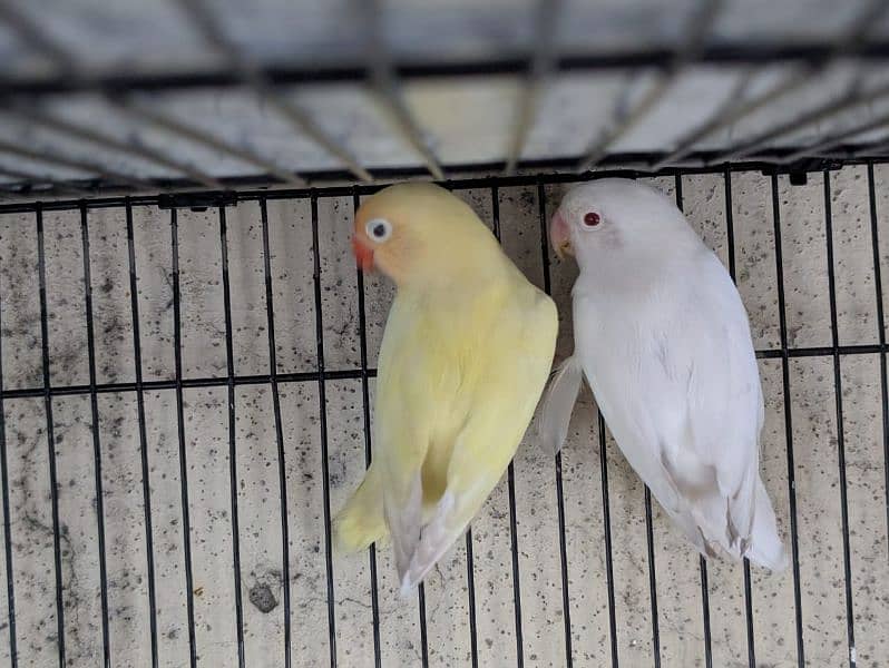 Lovebirds Breeder with cage,  box . 2