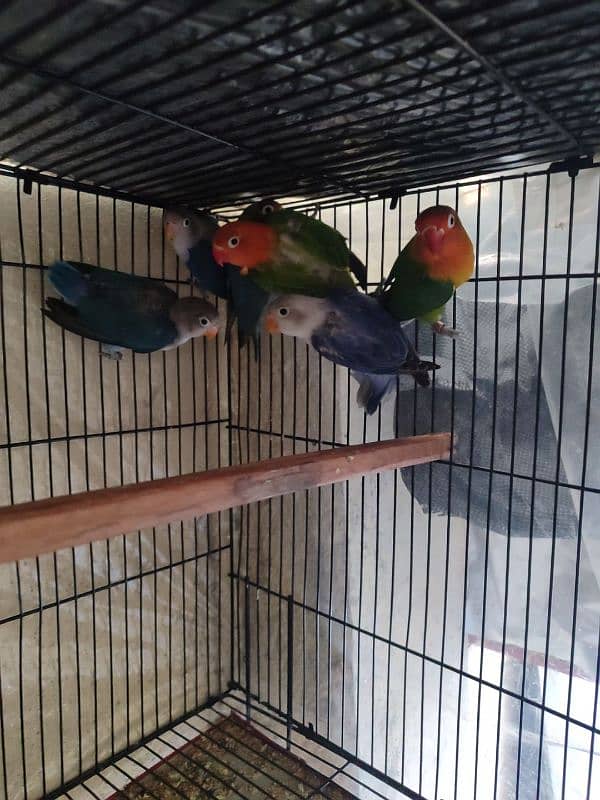 Lovebirds Breeder with cage,  box . 3