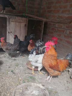 2 desi murghe or 4 desi murghian for sale