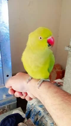 03435131048 Green ringneck handtame parrot for sale