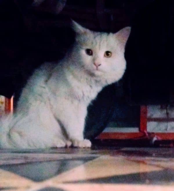 Beautiful White Persian Cat for Sale – Healthy & Playful 0