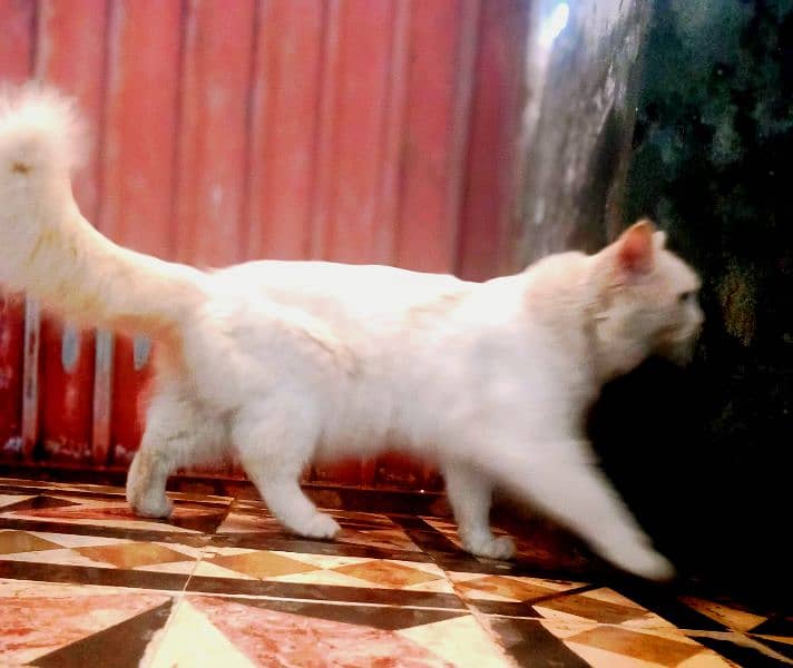 Beautiful White Persian Cat for Sale – Healthy & Playful 1