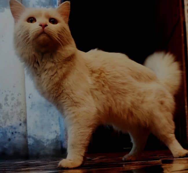 Beautiful White Persian Cat for Sale – Healthy & Playful 2