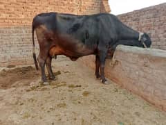 cow for sale