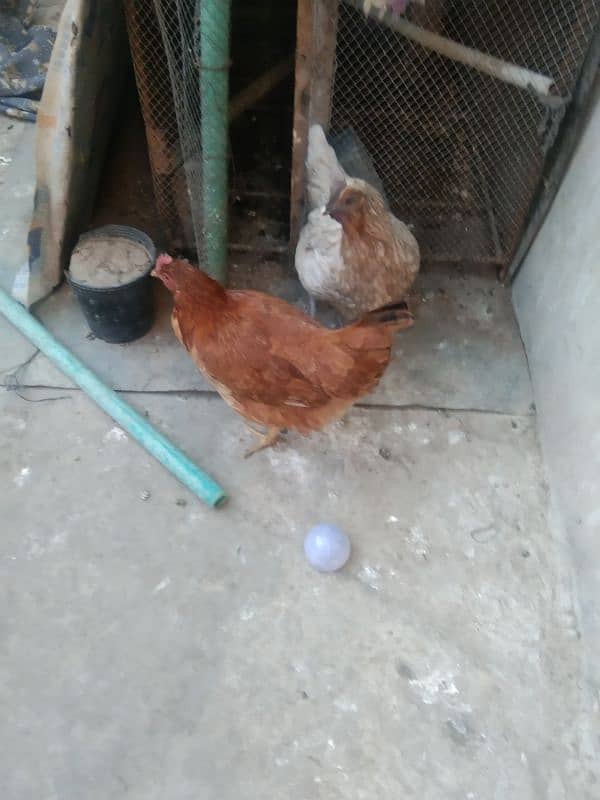 2500 female and male breeder egg Laying hens 3