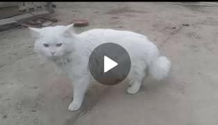 male cat of persion