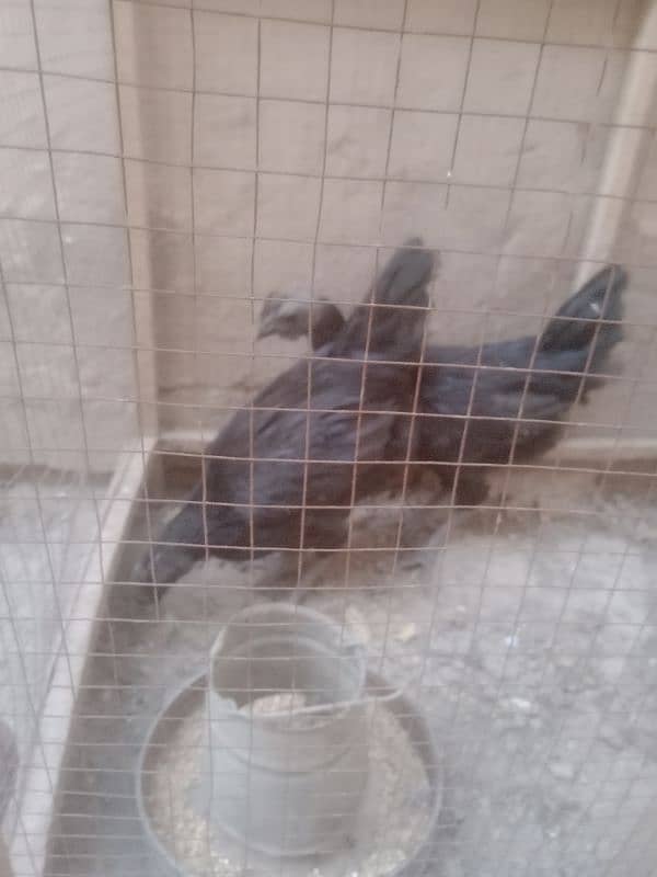 ayam cemani 3 month male 1