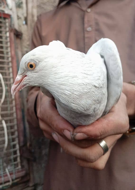 Beautiful pigeons per 500 5