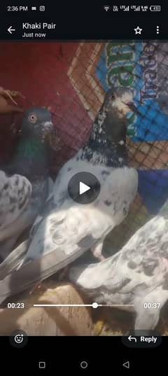 10birds ha sara ak sath dana ha jis ko rate zada laga wo msg na kara