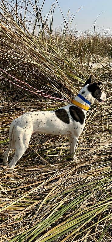 Gultair tazi cross 10 month old male 0