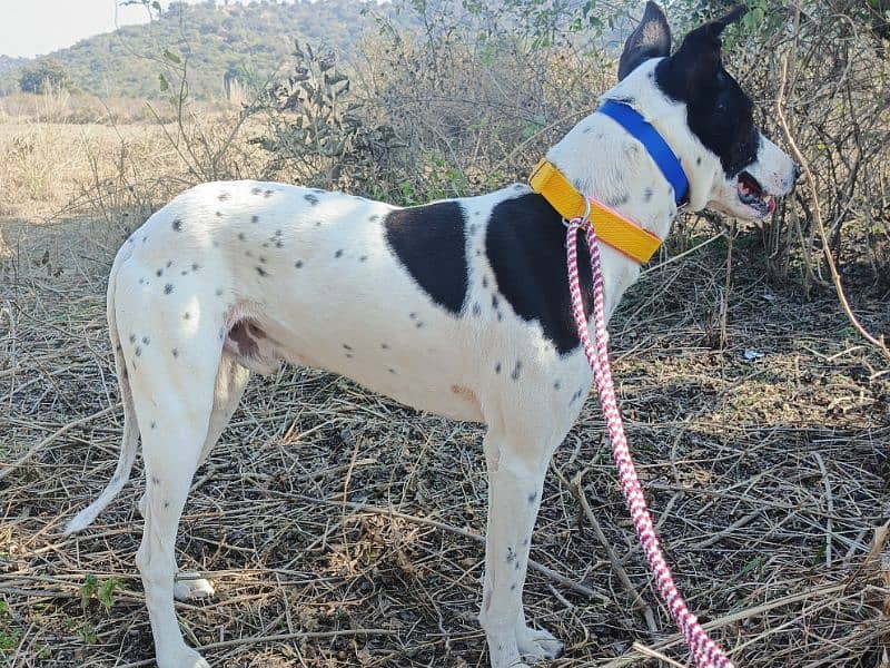 Gultair tazi cross 10 month old male 1