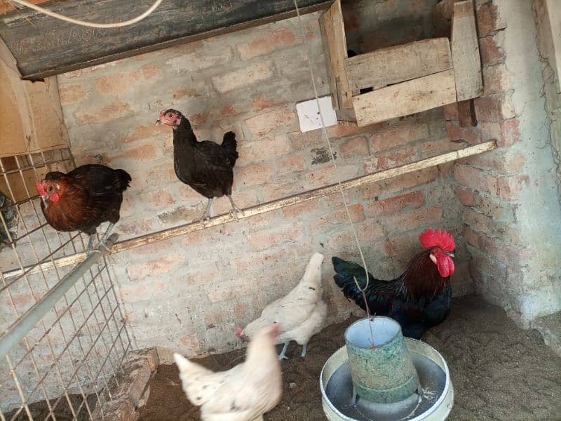 Golden Misery Hens pair for Sale 2