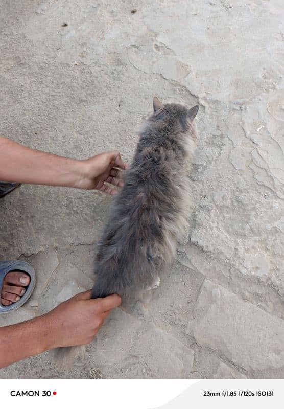 Parisian male cat 2