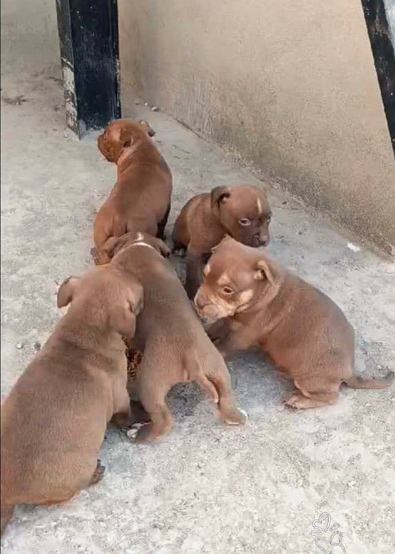 pitbull pups 0