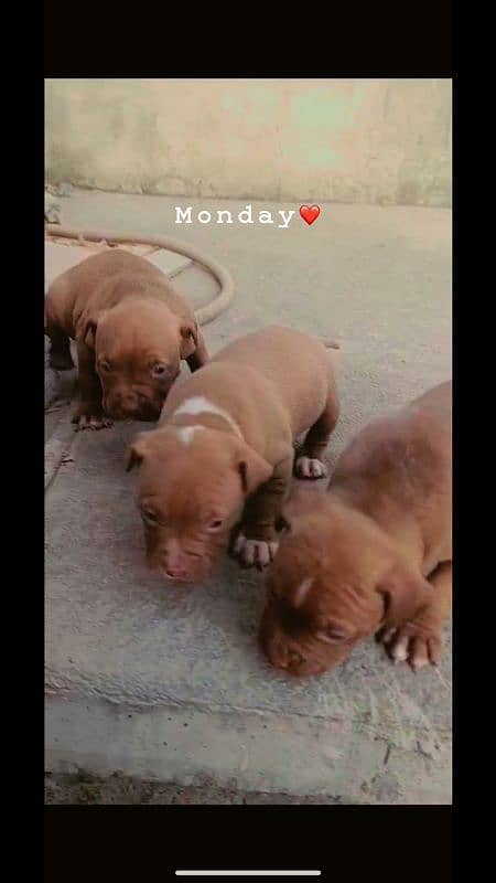 pitbull pups 2