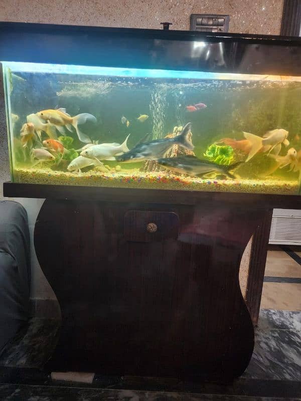 3 foot aquarium for sale 2