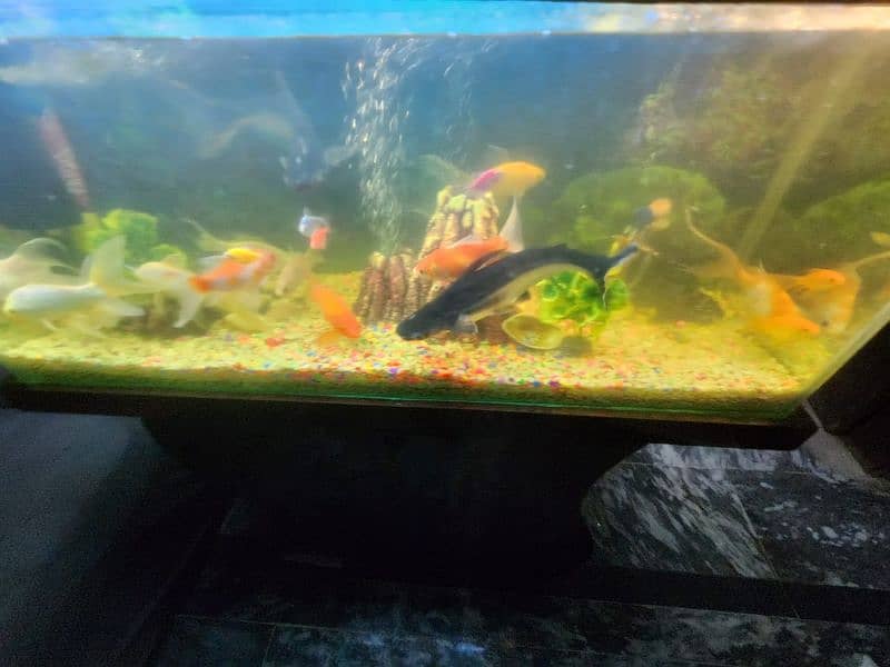 3 foot aquarium for sale 5