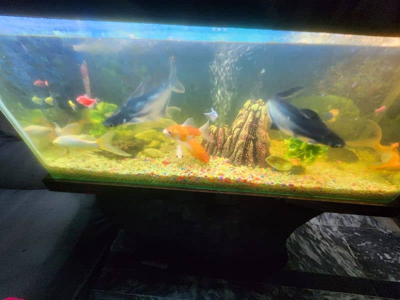 3 foot aquarium for sale 6