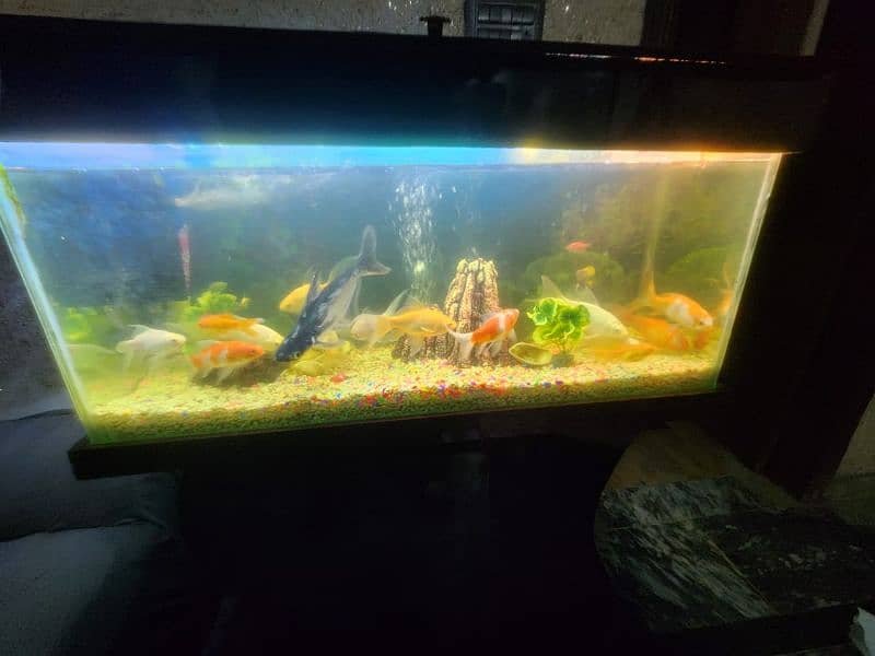 3 foot aquarium for sale 7