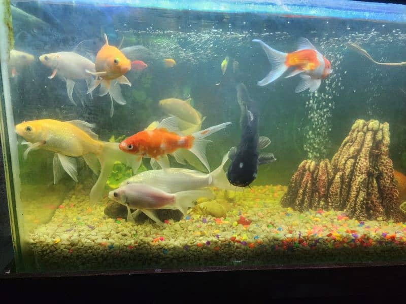 3 foot aquarium for sale 11