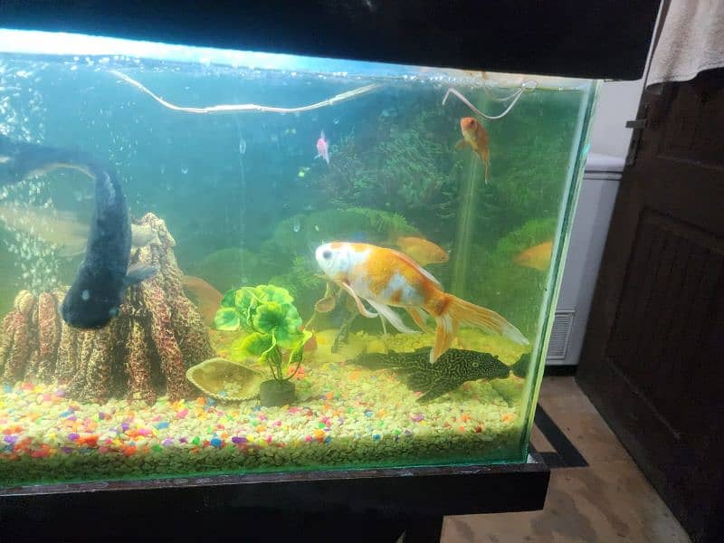 3 foot aquarium for sale 12