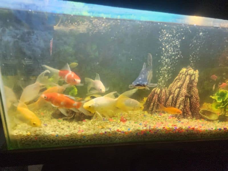 3 foot aquarium for sale 13