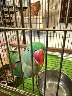 RAW SPEAKING PARROT SELLING IN CHEAP PRICE