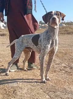 Pure Pointer dog / English pointer male for sale