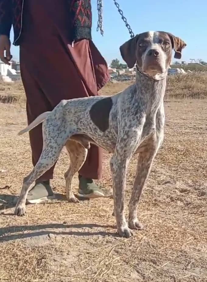 Pure Pointer dog / English pointer male for sale 0