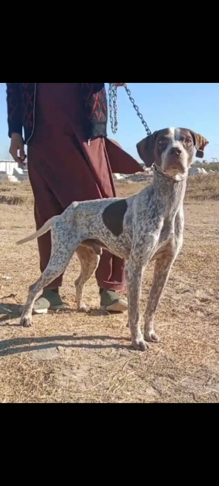 Pure Pointer dog / English pointer male for sale 1