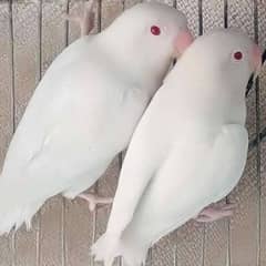 albino redeyes male × albino split female