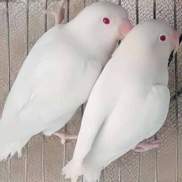 albino redeyes male × albino split female 0