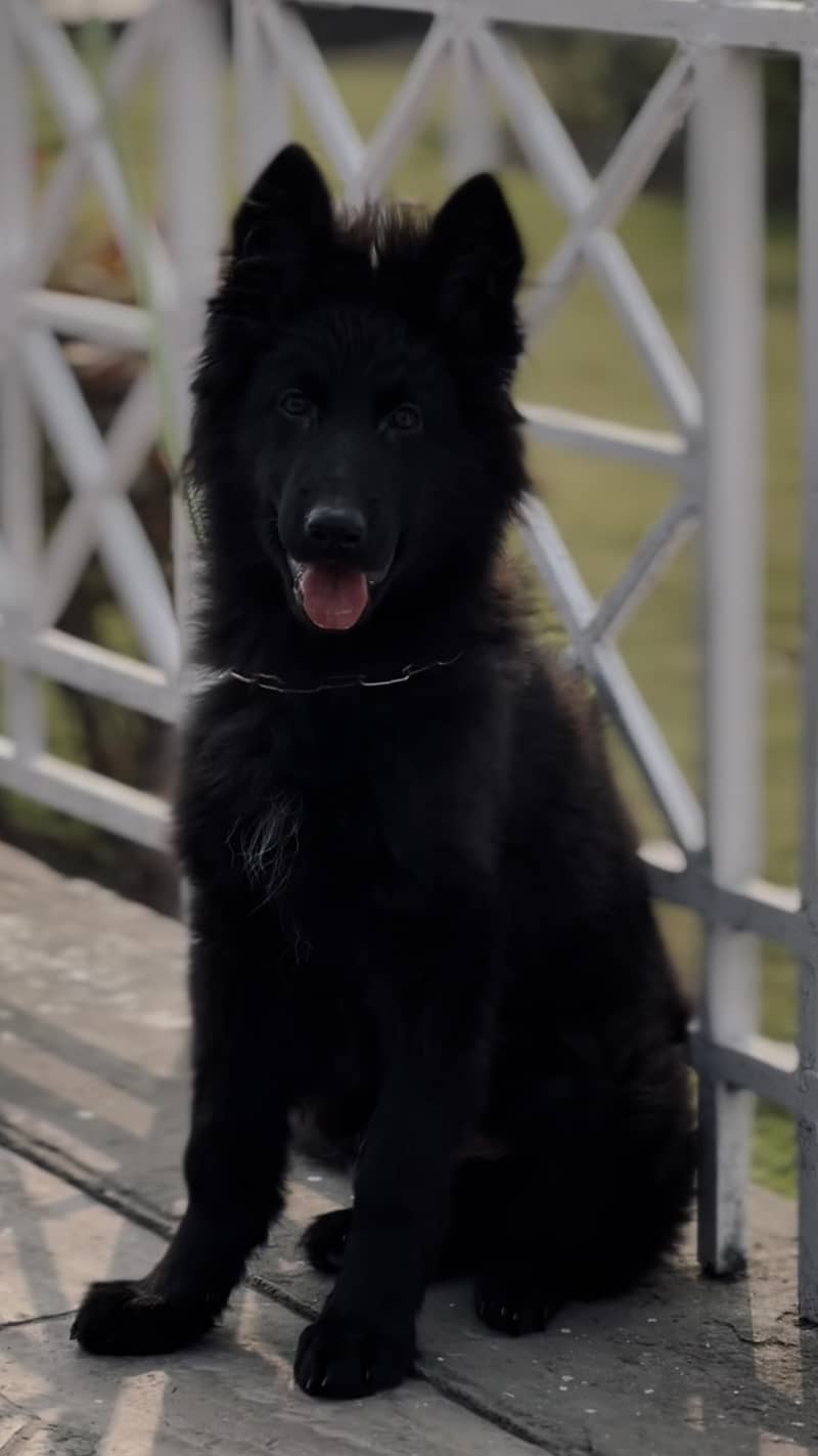 Black german shepherd 1