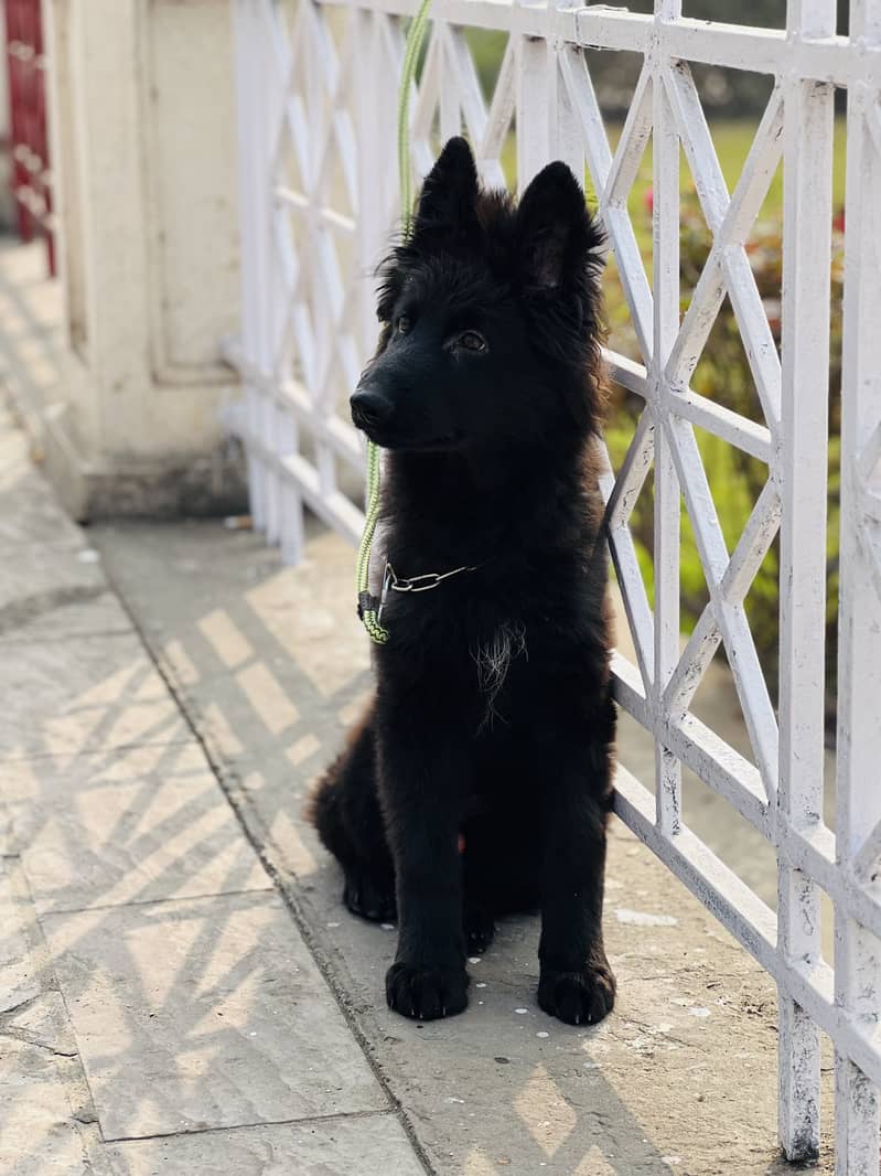 Black german shepherd 2