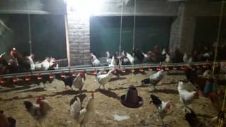 Golden Misri hens | eggs laying hens | Misri murghi | murghy | مرغے