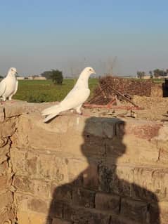 graunted flying pigeon pair