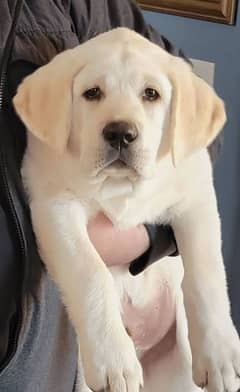 Labrador pedigree pups available looking for a new home