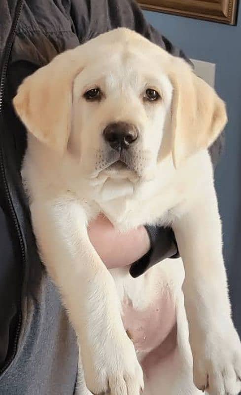 Labrador pedigree pups available looking for a new home 0