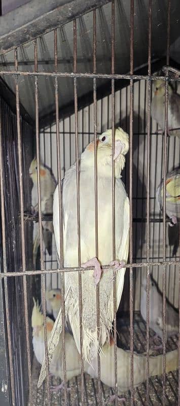 cockatiel parrots 2