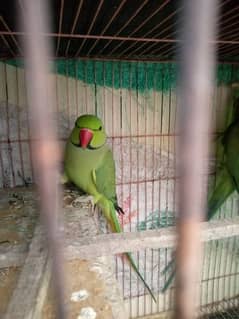 bolane wala parrot breeder pair ha