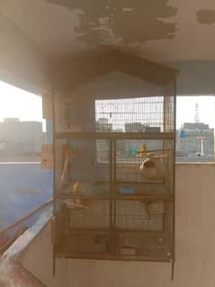 parrots and cage sell contact no 03147187573,03118380590