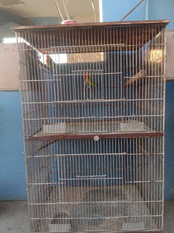 parrots and cage sell contact no 03147187573,03118380590 1